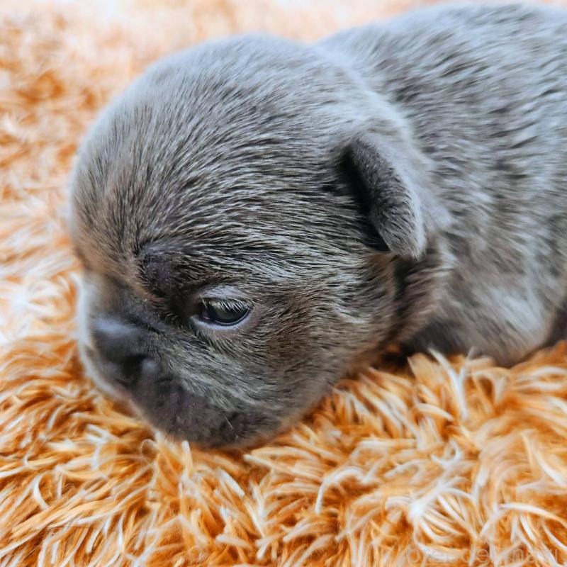 販売中の鹿児島県のフレンチブルドッグ-441647の4枚目