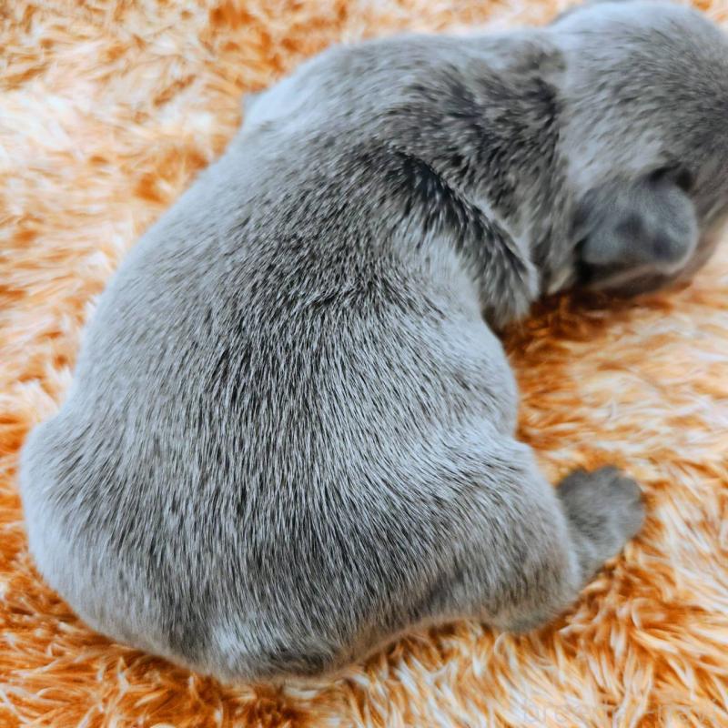 販売中の鹿児島県のフレンチブルドッグ-441647の3枚目