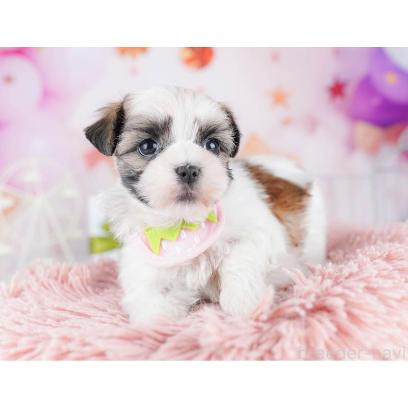 販売中の千葉県のマルシーズー:マルチーズ×シーズー-442377の9枚目