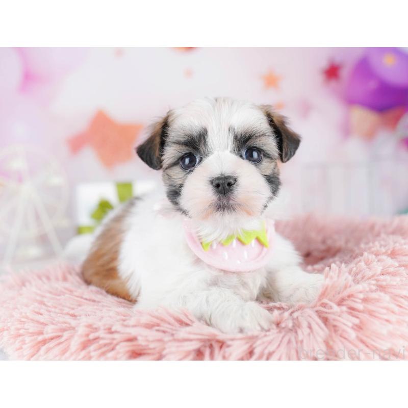 販売中の千葉県のマルシーズー:マルチーズ×シーズー-442377の8枚目