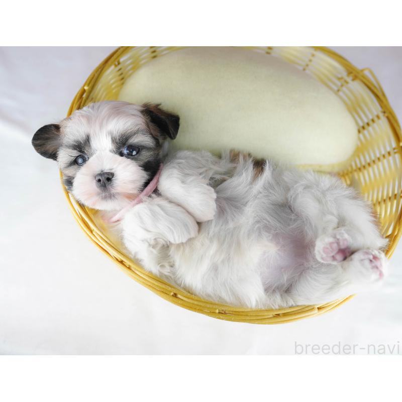 販売中の千葉県のマルシーズー:マルチーズ×シーズー-442377の7枚目