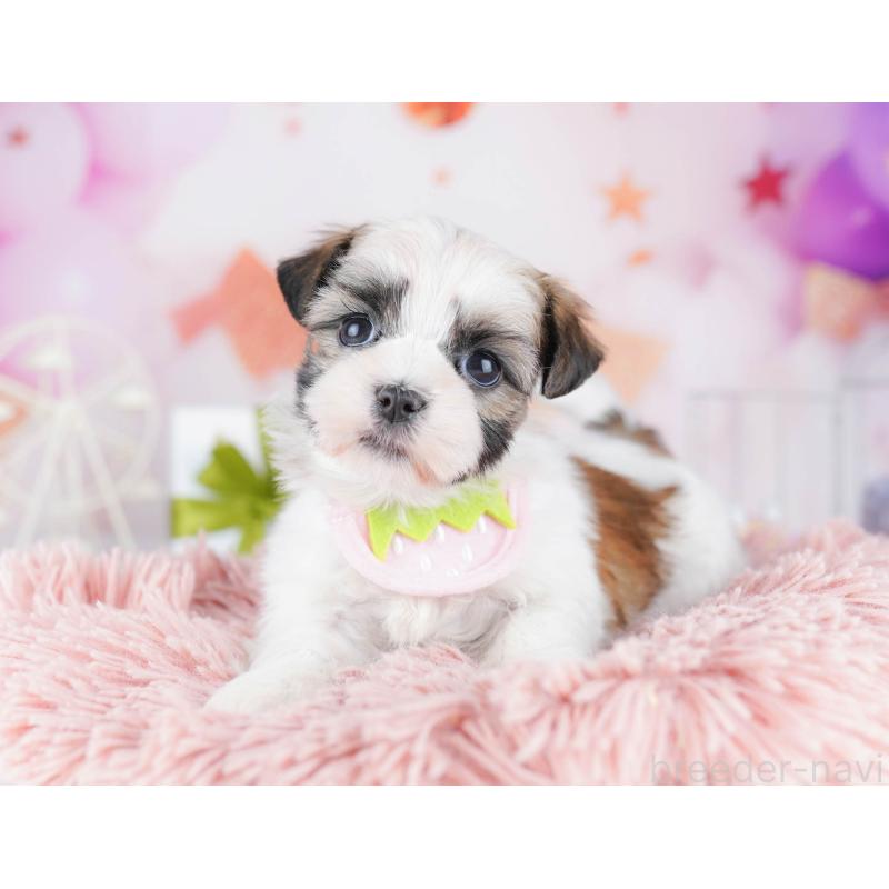 販売中の千葉県のマルシーズー:マルチーズ×シーズー-442377の6枚目