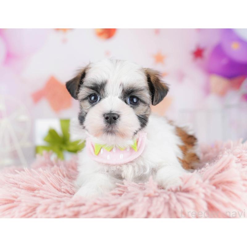 販売中の千葉県のマルシーズー:マルチーズ×シーズー-442377の5枚目