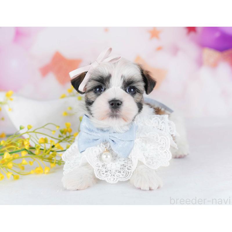 販売中の千葉県のマルシーズー:マルチーズ×シーズー-442377の3枚目