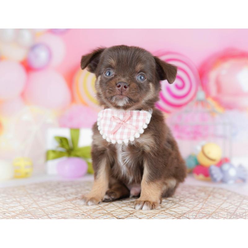 販売中の千葉県のチワワ(ロングコート)-442376の11枚目