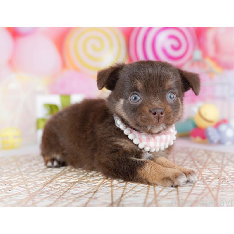 販売中の千葉県のチワワ(ロングコート)-442376の10枚目