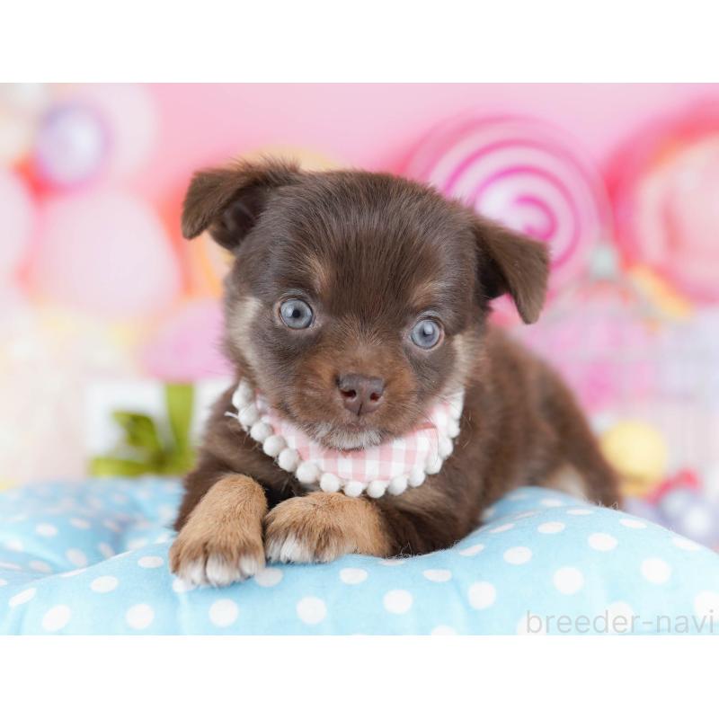 販売中の千葉県のチワワ(ロングコート)-442376の6枚目