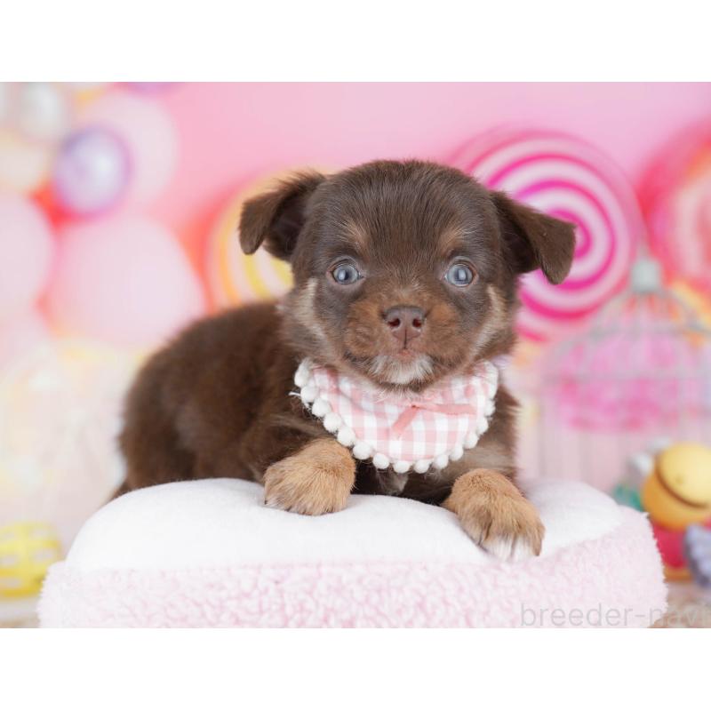 販売中の千葉県のチワワ(ロングコート)-442376の4枚目