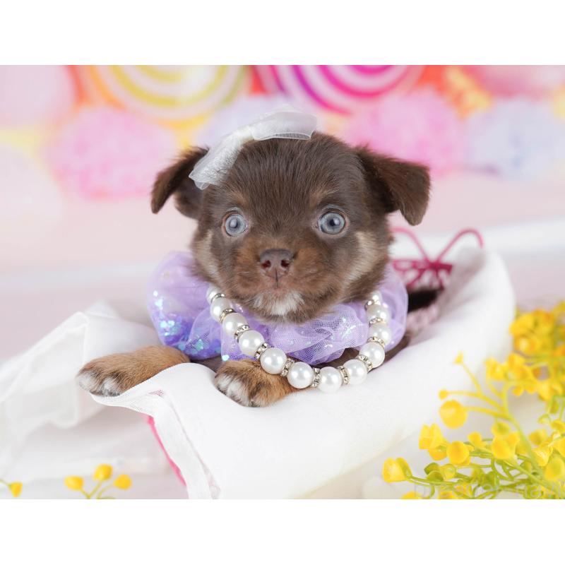 販売中の千葉県のチワワ(ロングコート)-442376の3枚目