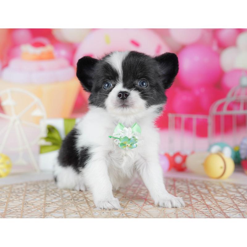 販売中の千葉県のチワワ(ロングコート)-442375