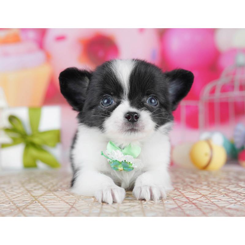 販売中の千葉県のチワワ(ロングコート)-442375の11枚目