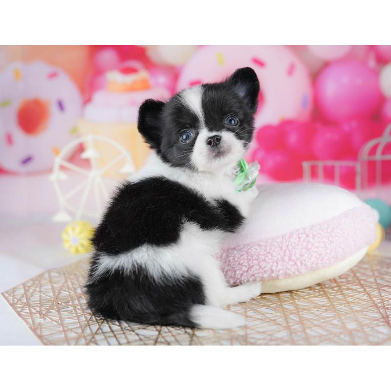 販売中の千葉県のチワワ(ロングコート)-442375の10枚目