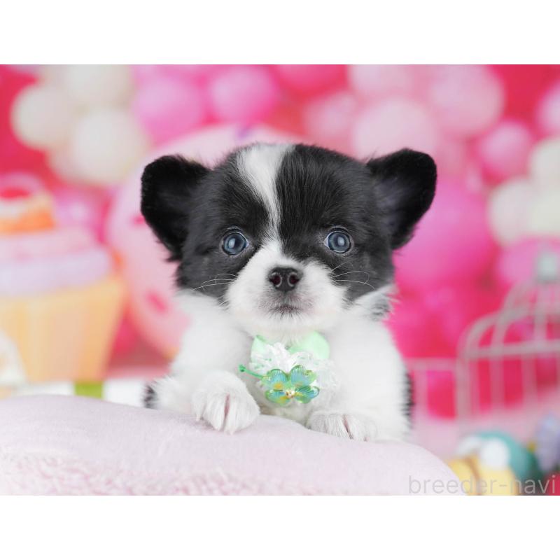 販売中の千葉県のチワワ(ロングコート)-442375の9枚目