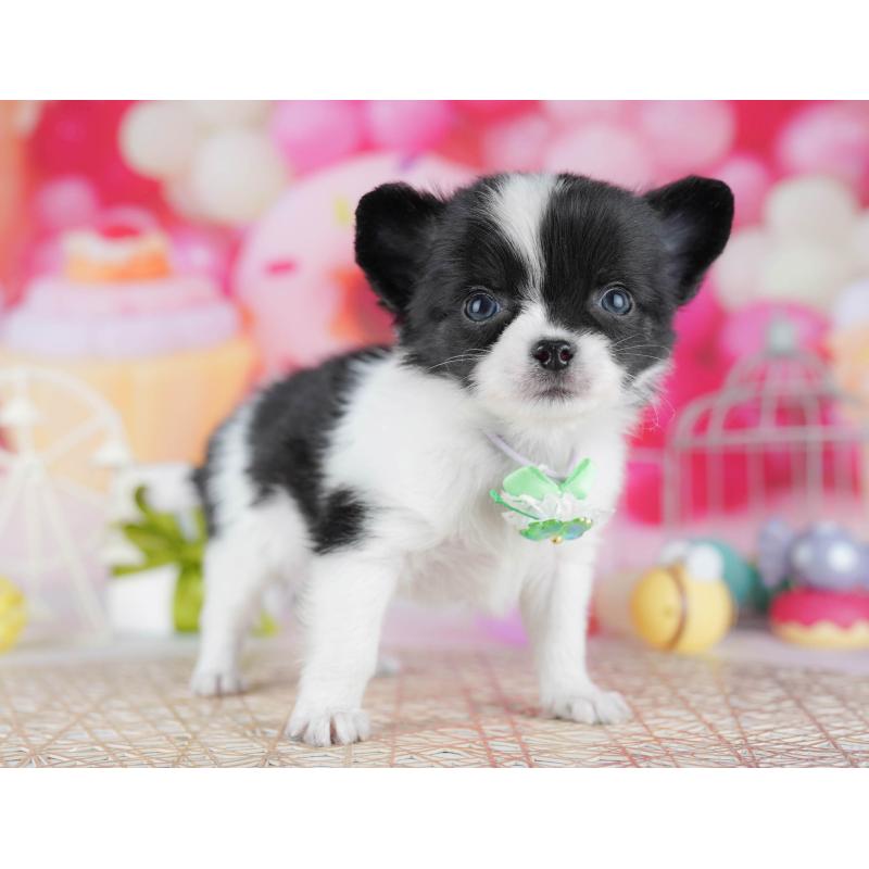 販売中の千葉県のチワワ(ロングコート)-442375の8枚目