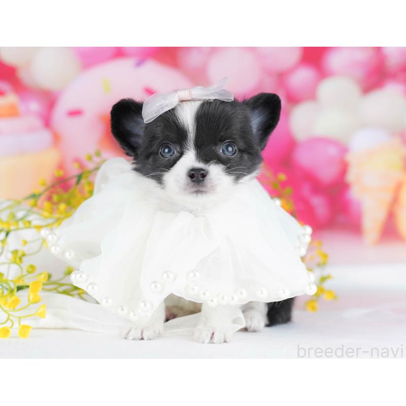 販売中の千葉県のチワワ(ロングコート)-442375の7枚目