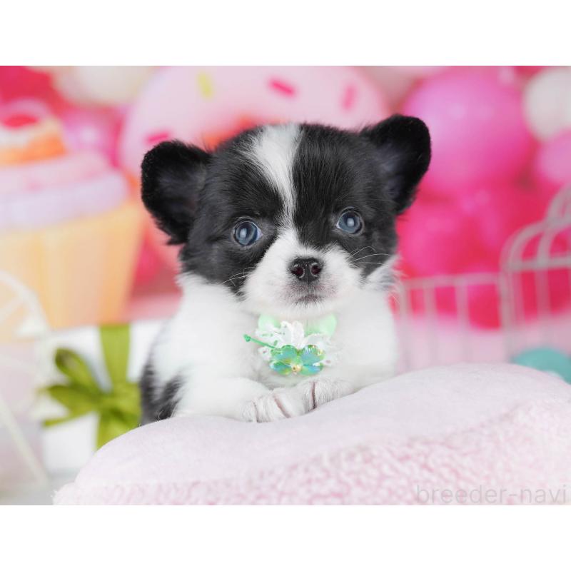 販売中の千葉県のチワワ(ロングコート)-442375の5枚目