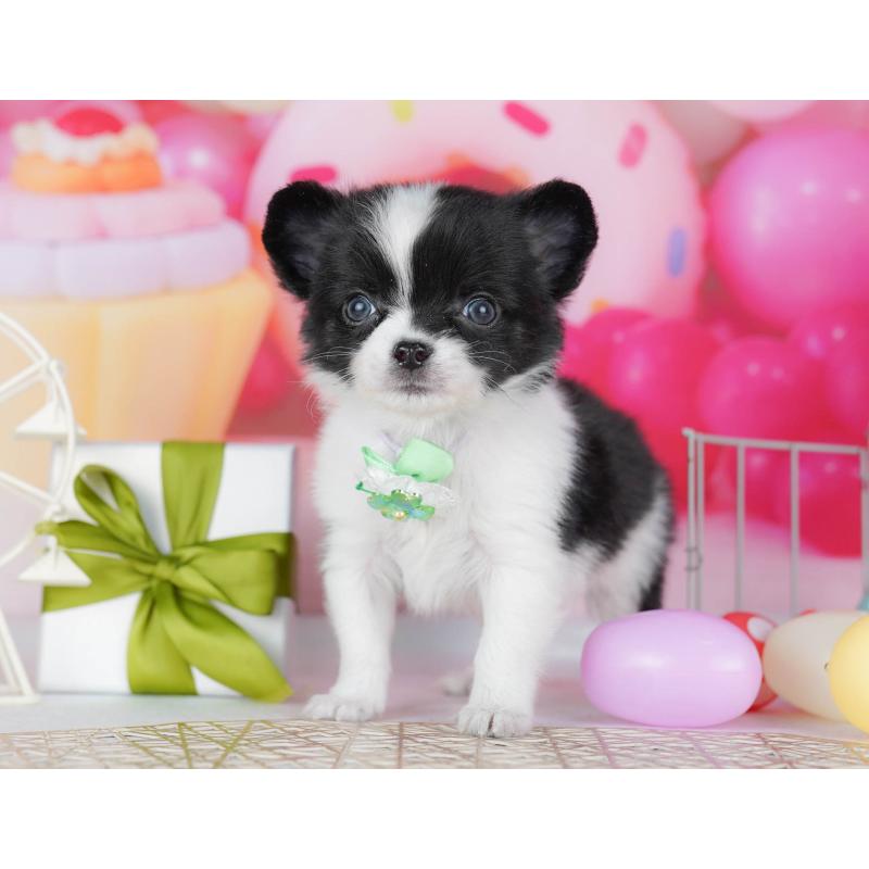 販売中の千葉県のチワワ(ロングコート)-442375の4枚目