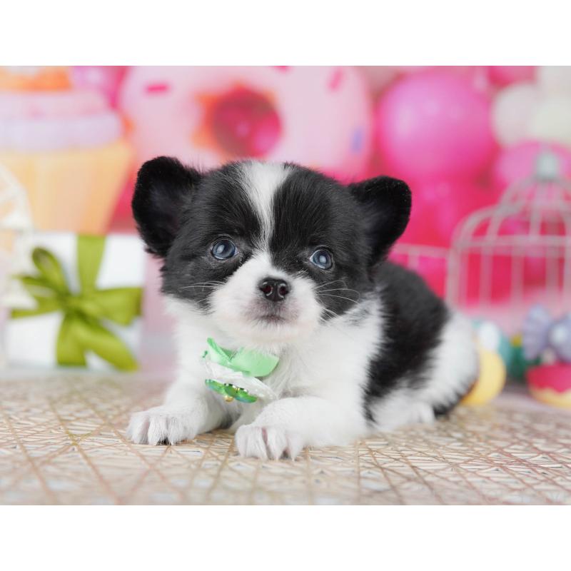 販売中の千葉県のチワワ(ロングコート)-442375の3枚目