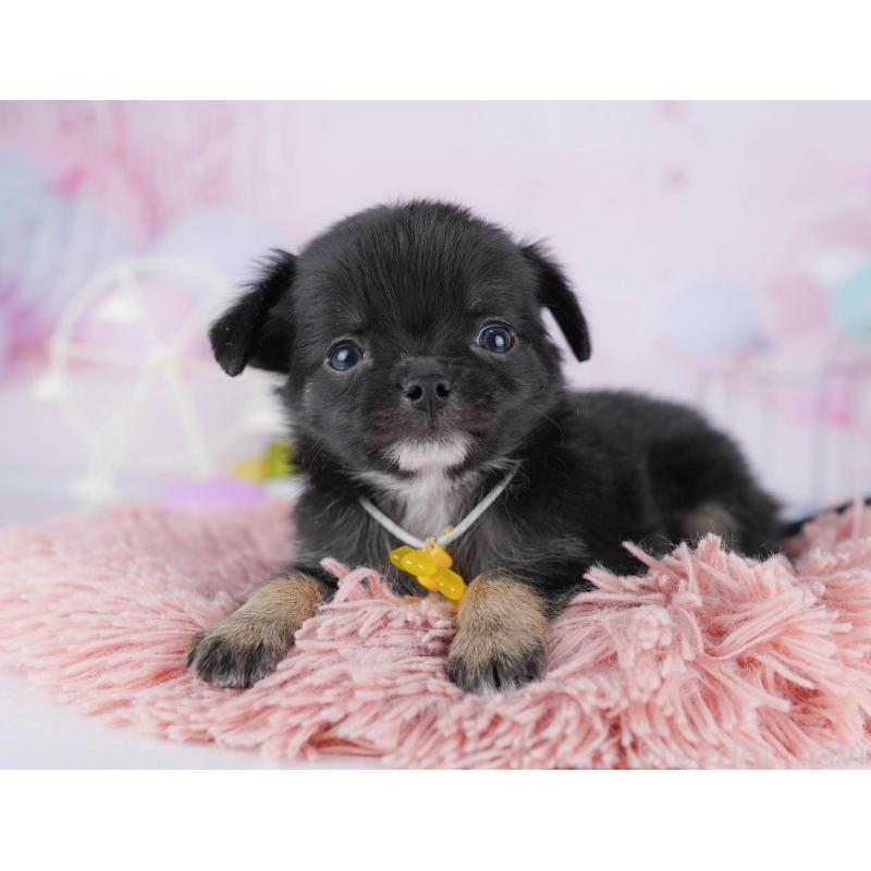 販売中の千葉県のチワワ(ロングコート)-442373の10枚目