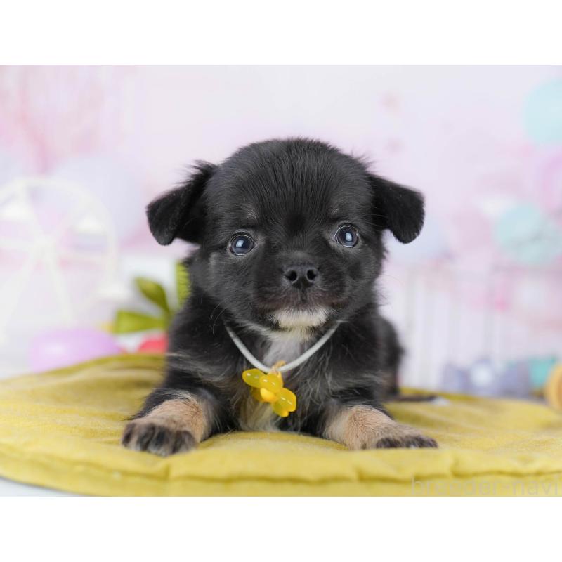 販売中の千葉県のチワワ(ロングコート)-442373の9枚目