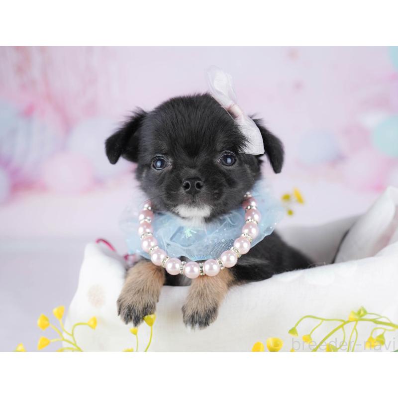 販売中の千葉県のチワワ(ロングコート)-442373の8枚目