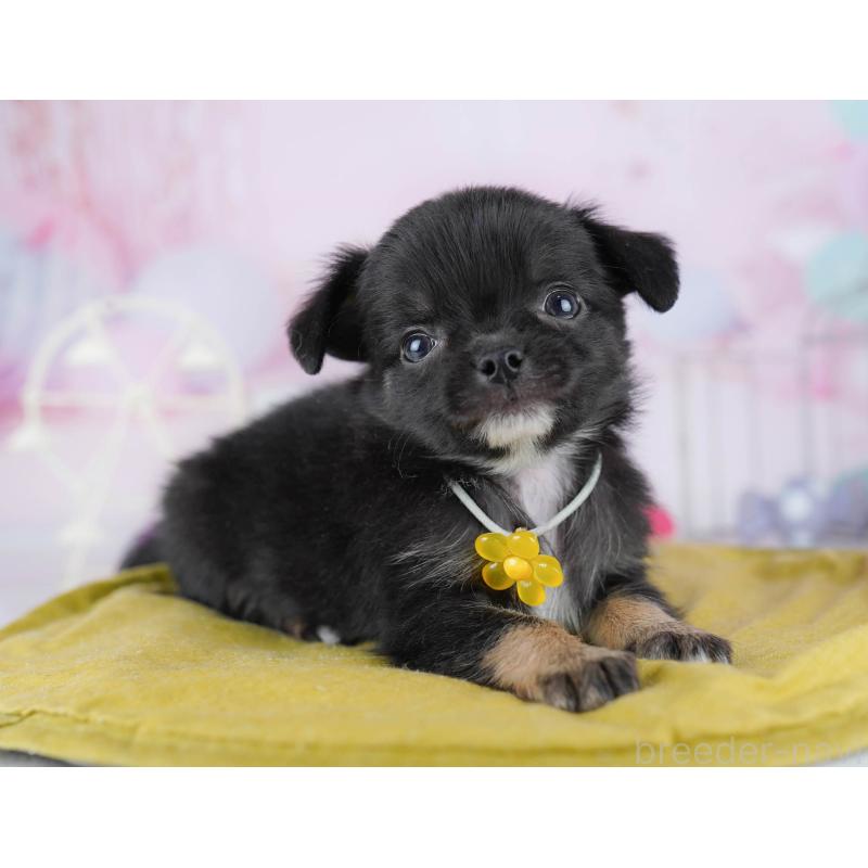 販売中の千葉県のチワワ(ロングコート)-442373の5枚目