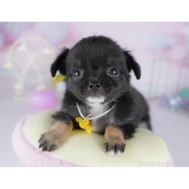 販売中の千葉県のチワワ(ロングコート)-442373の3枚目