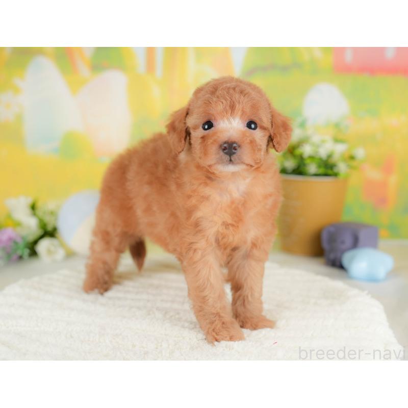 販売中の群馬県のトイプードル-441894の3枚目