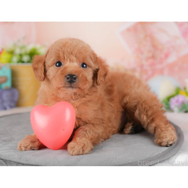 販売中の群馬県のトイプードル-441899の8枚目