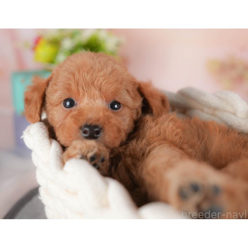 販売中の群馬県のトイプードル-441899の6枚目