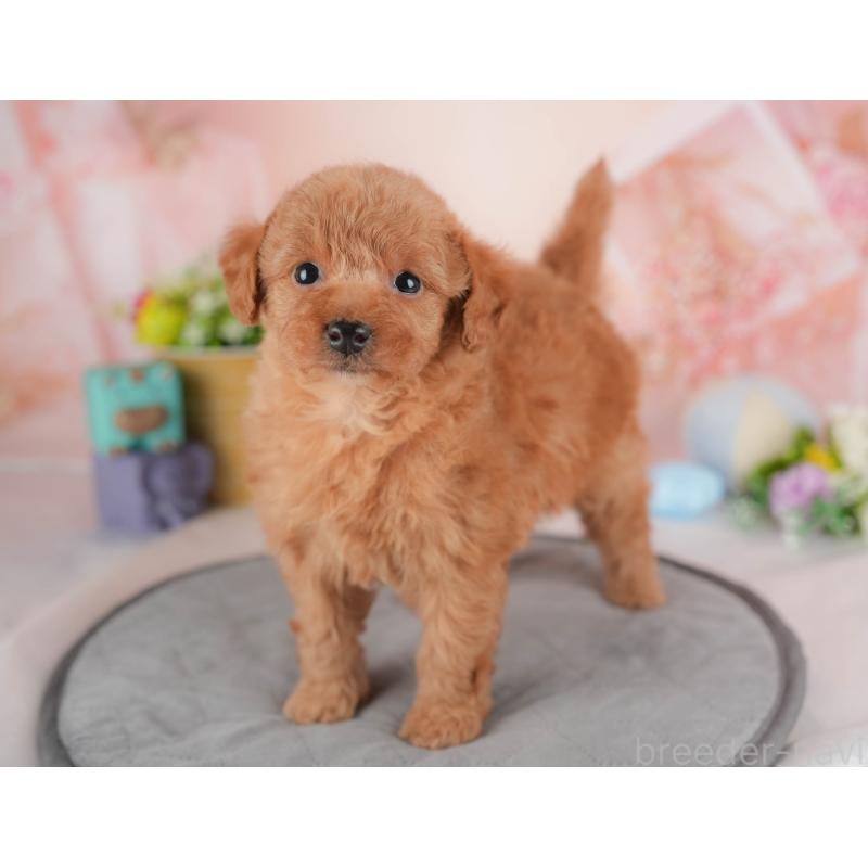 販売中の群馬県のトイプードル-441899の5枚目