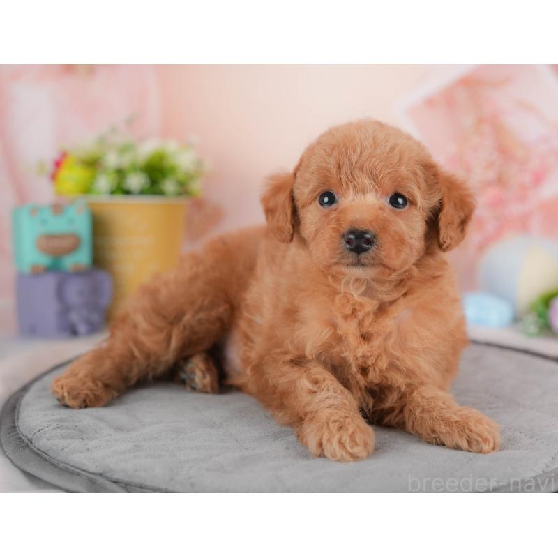 販売中の群馬県のトイプードル-441899の4枚目