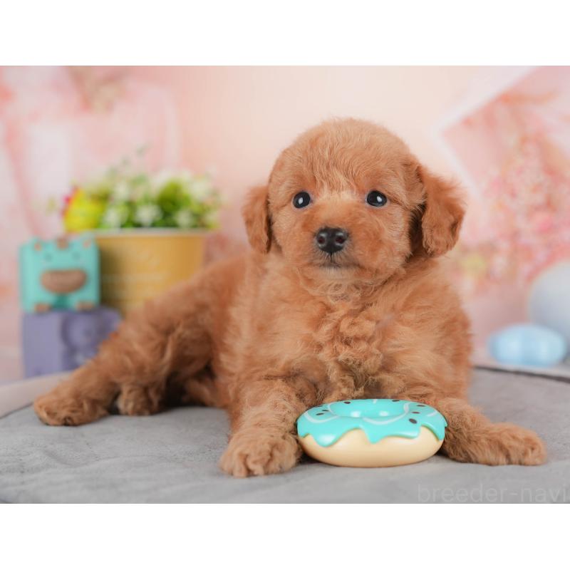 販売中の群馬県のトイプードル-441899の3枚目