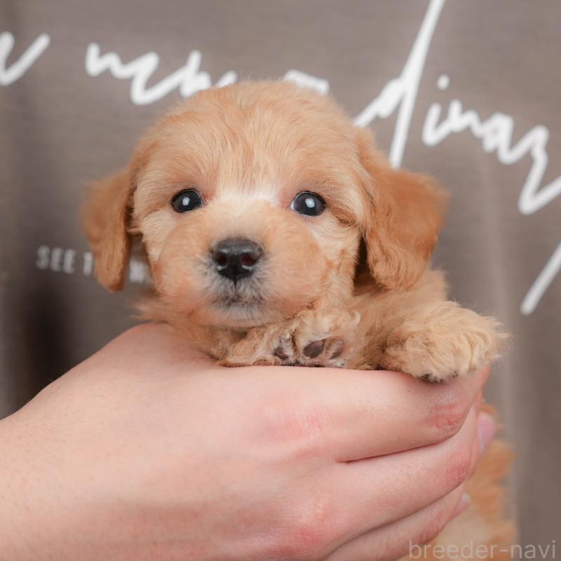 販売中の群馬県のトイプードル-441903