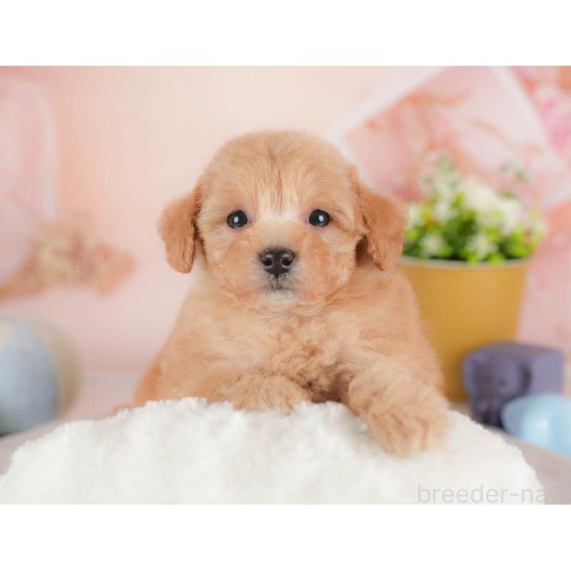 販売中の群馬県のトイプードル-441903の8枚目