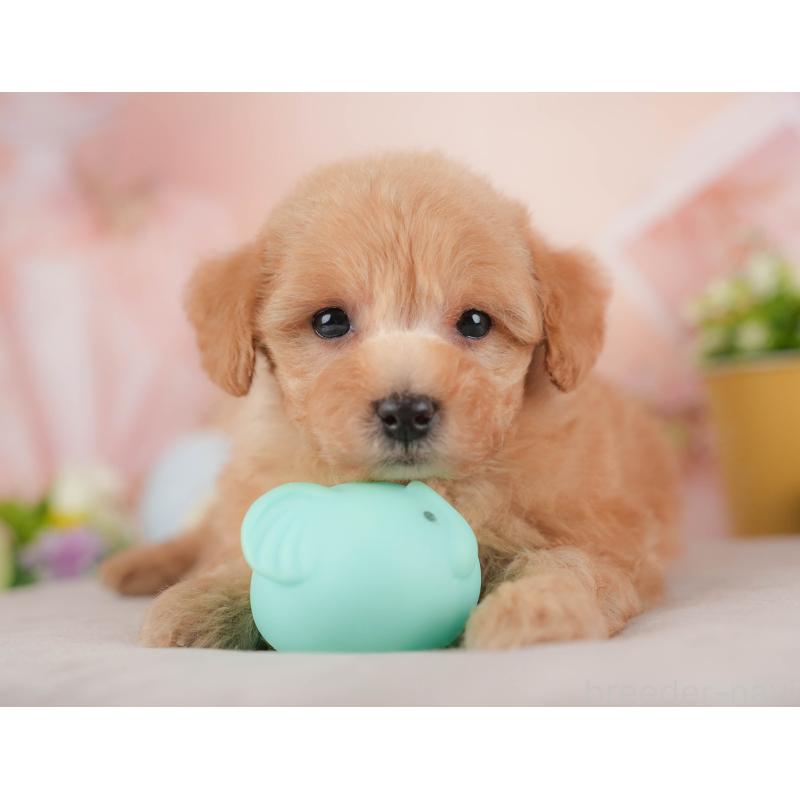 販売中の群馬県のトイプードル-441903の4枚目