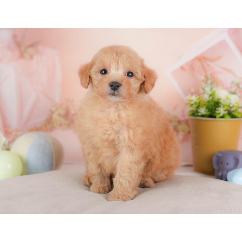 販売中の群馬県のトイプードル-441903の3枚目