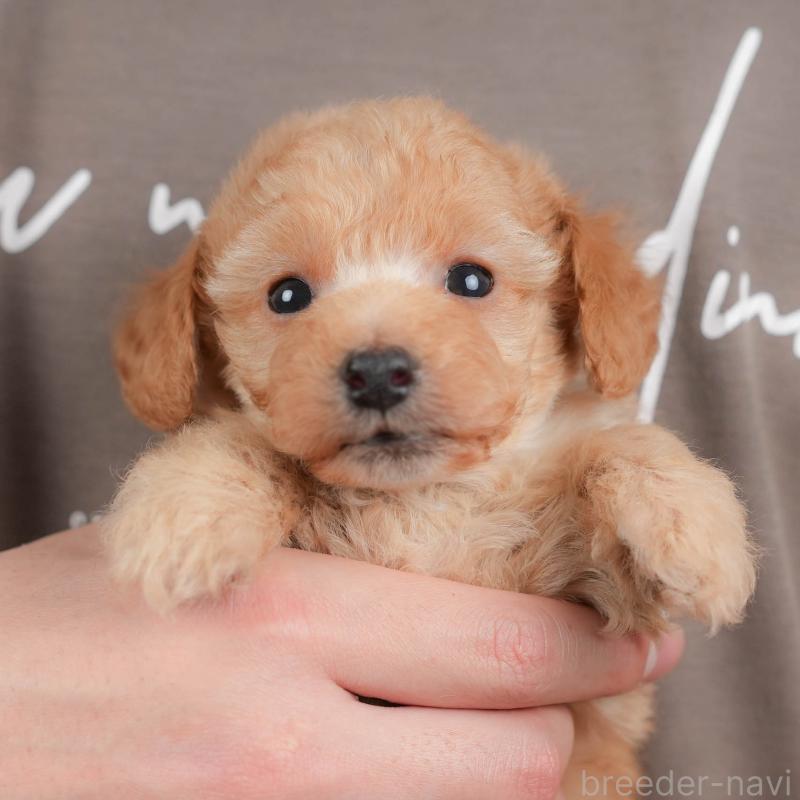 販売中の群馬県のトイプードル-441906