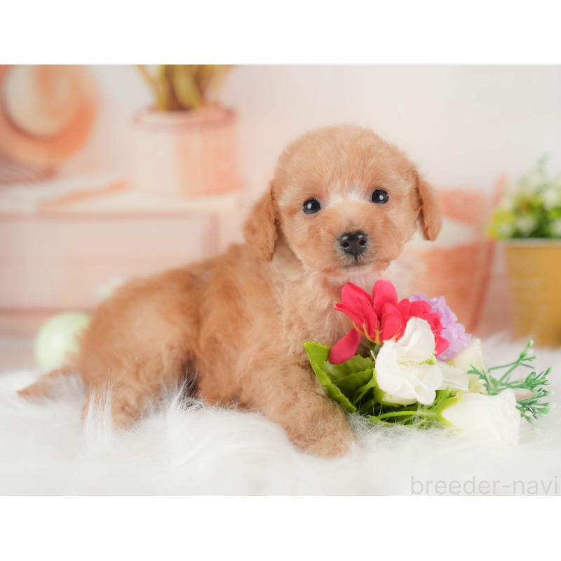 販売中の群馬県のトイプードル-441906の7枚目