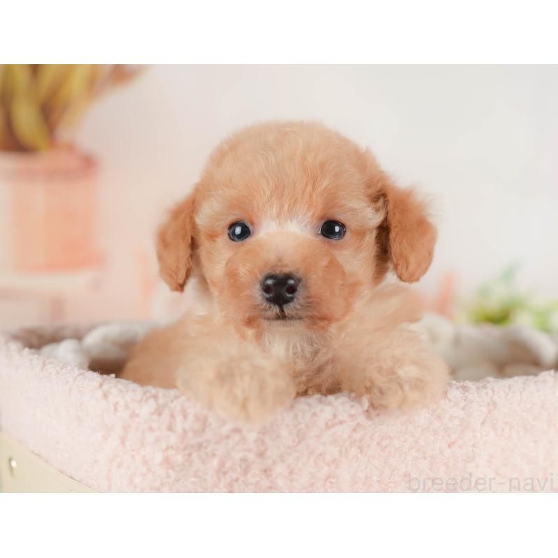 販売中の群馬県のトイプードル-441906の5枚目