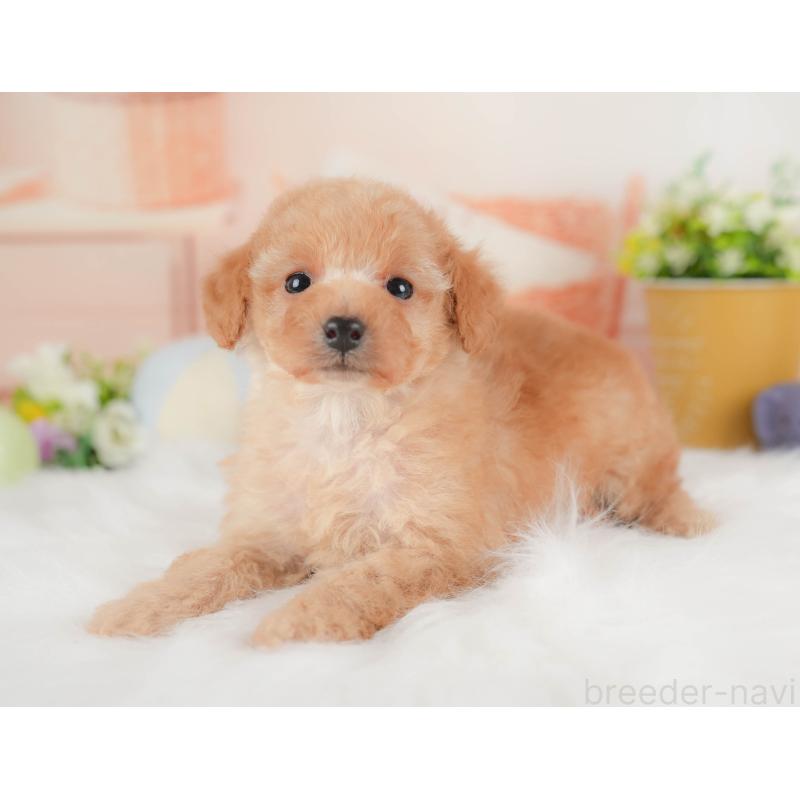 販売中の群馬県のトイプードル-441906の4枚目