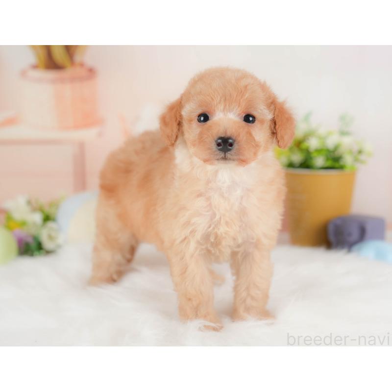 販売中の群馬県のトイプードル-441906の3枚目