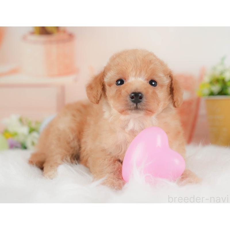 販売中の群馬県のトイプードル-441906の2枚目