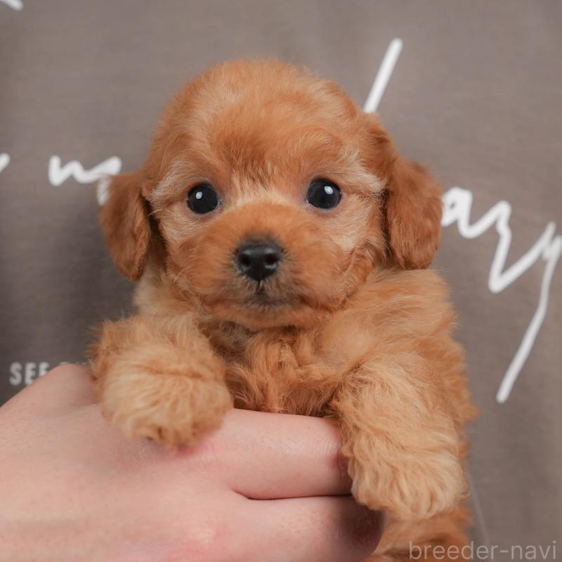 販売中の群馬県のトイプードル-441915