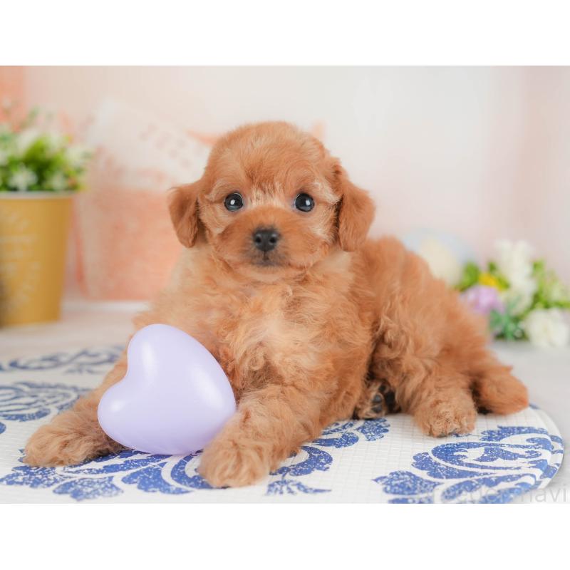 販売中の群馬県のトイプードル-441915の7枚目