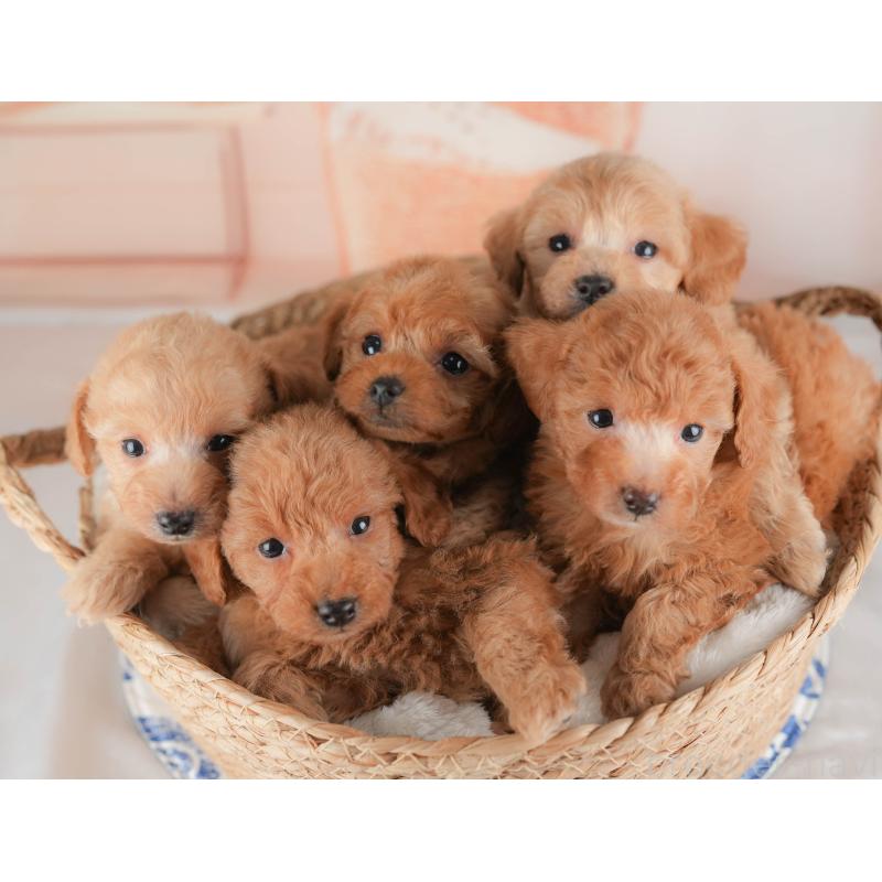 販売中の群馬県のトイプードル-441915の6枚目