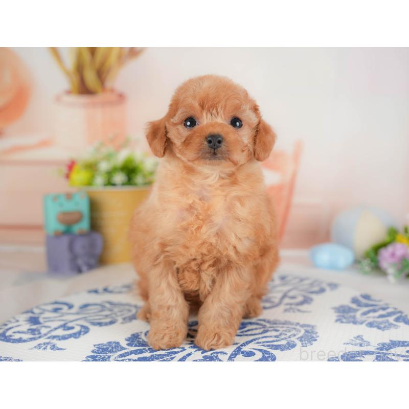 販売中の群馬県のトイプードル-441915の5枚目