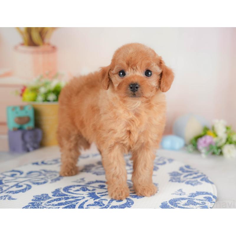 販売中の群馬県のトイプードル-441915の4枚目