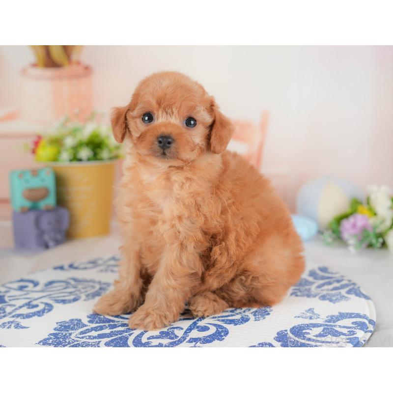 販売中の群馬県のトイプードル-441915の3枚目