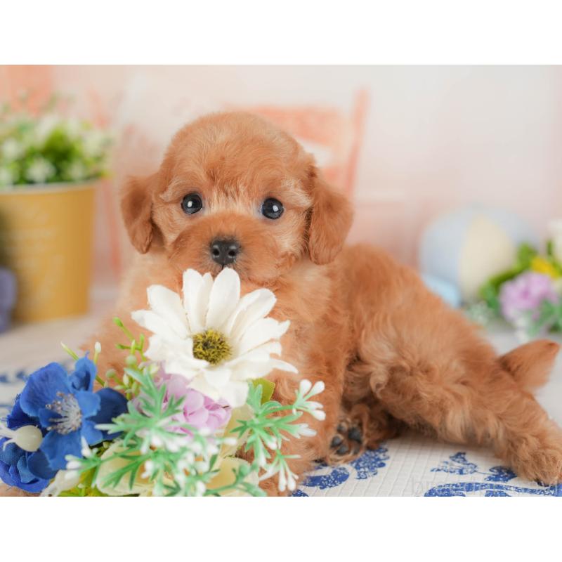 販売中の群馬県のトイプードル-441915の2枚目